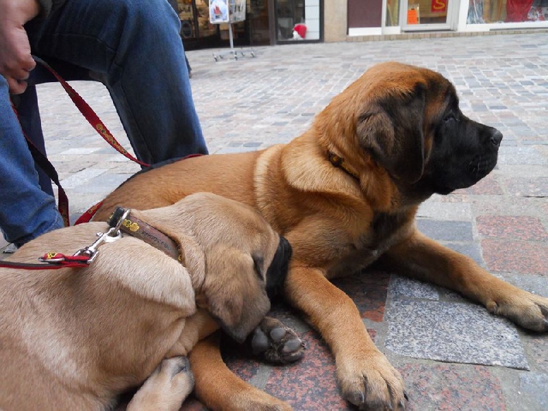 chiens